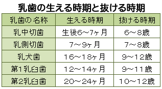 乳歯の生える時期と抜ける時期