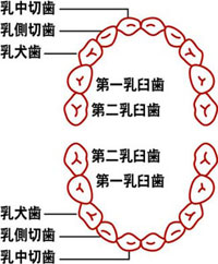 乳歯・永久歯の生える時期