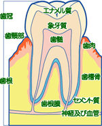 歯の構造